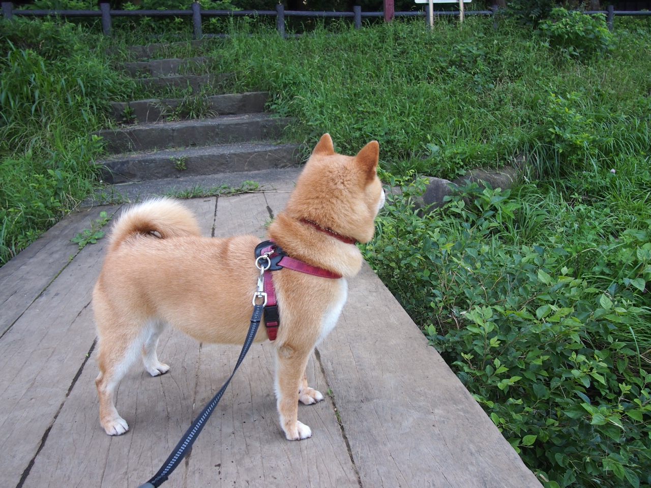 全国青少年足球超级联赛，培养未来足球明星，全国青少年校园足球超级联赛