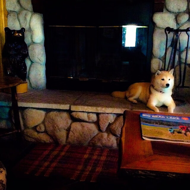 国家游泳队训练成效显著，成绩稳步提升，国家游泳队训练内容