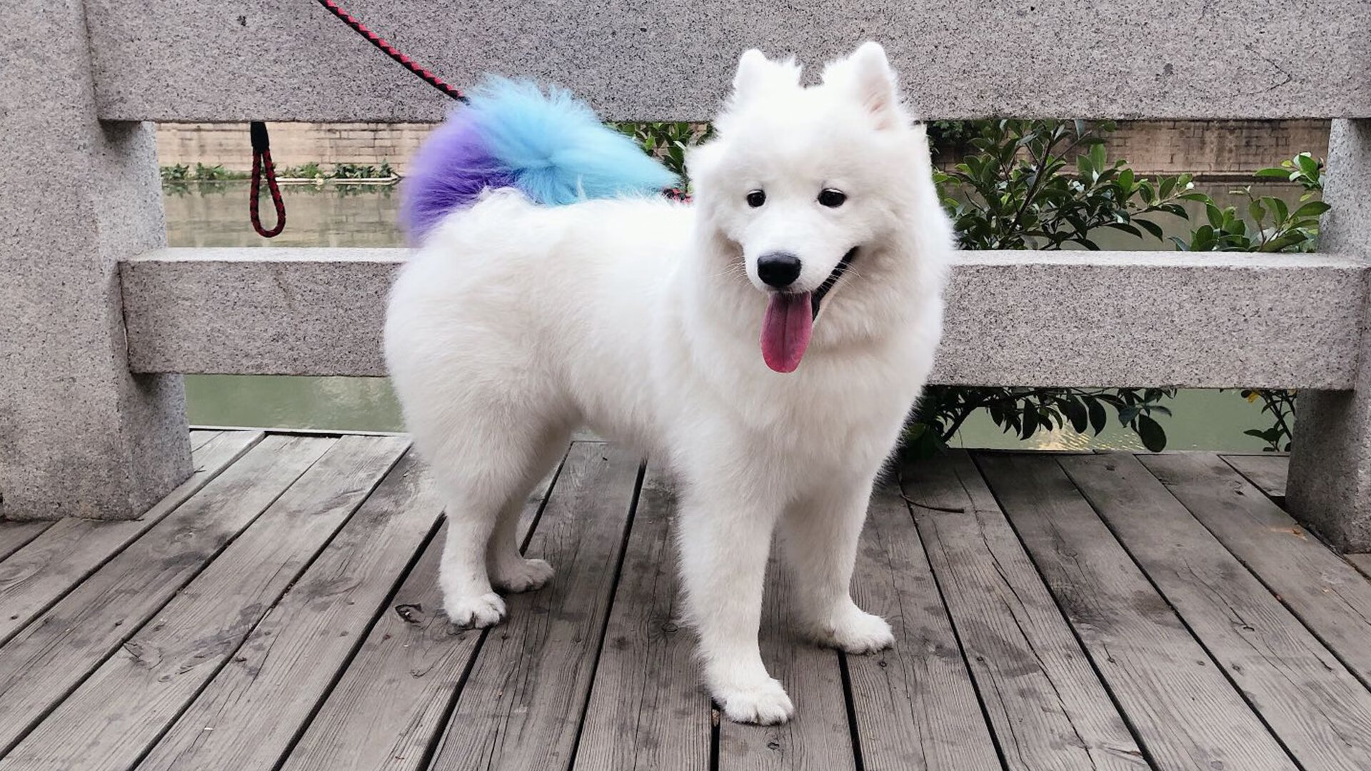 _运动员的心理调适：应对压力和焦虑的方法_，简介运动员心理焦虑及其克服方法